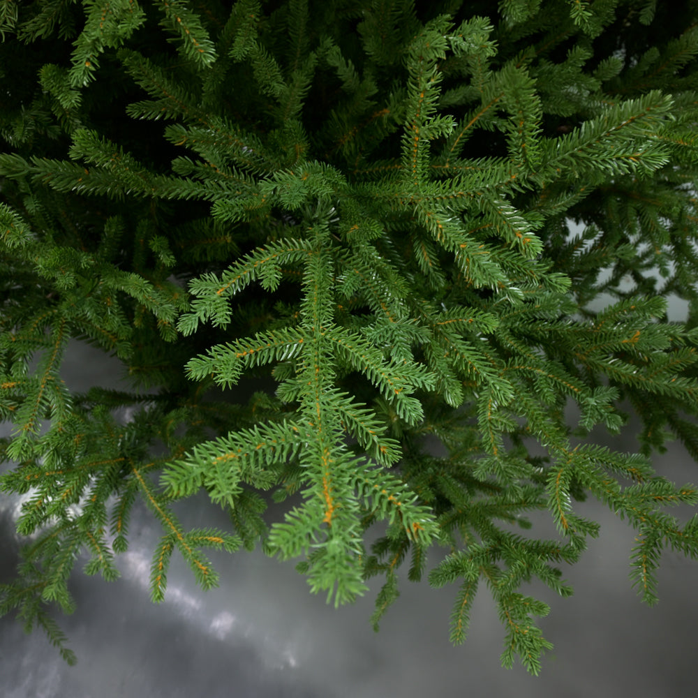 EMERALD SPRUCE ΧΡΙΣΤΟΥΓΕΝΝΙΑΤΙΚΟ ΔΕΝΤΡΟ 115x115x180cm PE/PVC ΠΡΑΣΙΝΟ